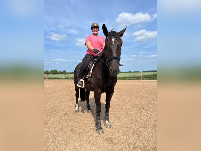 Sang-chaud lourd Hongre 4 Ans 172 cm Noir in Calbe