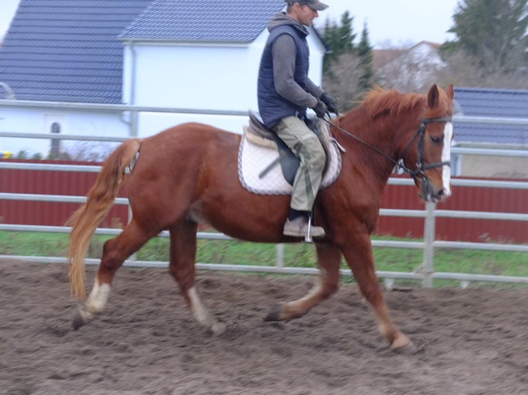 Sang-chaud lourd Croisé Hongre 5 Ans 155 cm Bai clair in Buttstädt