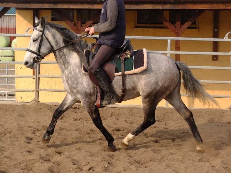 Sang-chaud lourd Croisé Hongre 5 Ans 155 cm Bai clair in Buttstädt