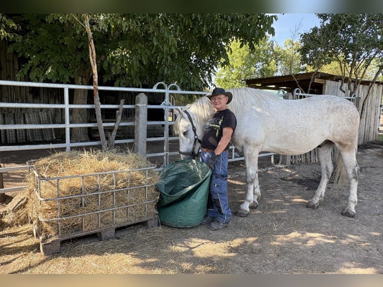 Sang-chaud lourd Hongre 5 Ans 160 cm Gris in Nebra