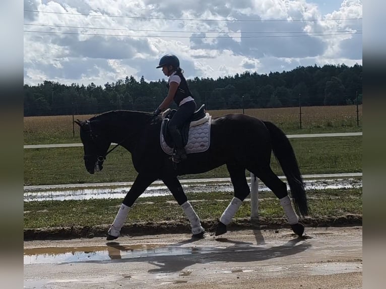 Sang-chaud lourd Croisé Hongre 5 Ans 164 cm Noir in Forst