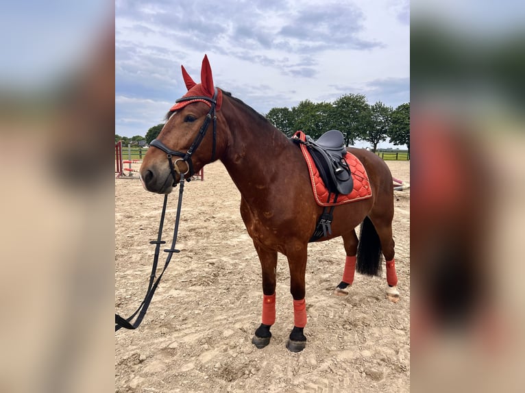 Sang-chaud lourd Croisé Hongre 5 Ans 165 cm Bai in KleveKleve