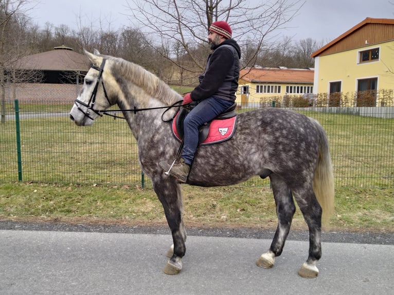 Sang-chaud lourd Hongre 5 Ans 165 cm Gris pommelé in Kamenz