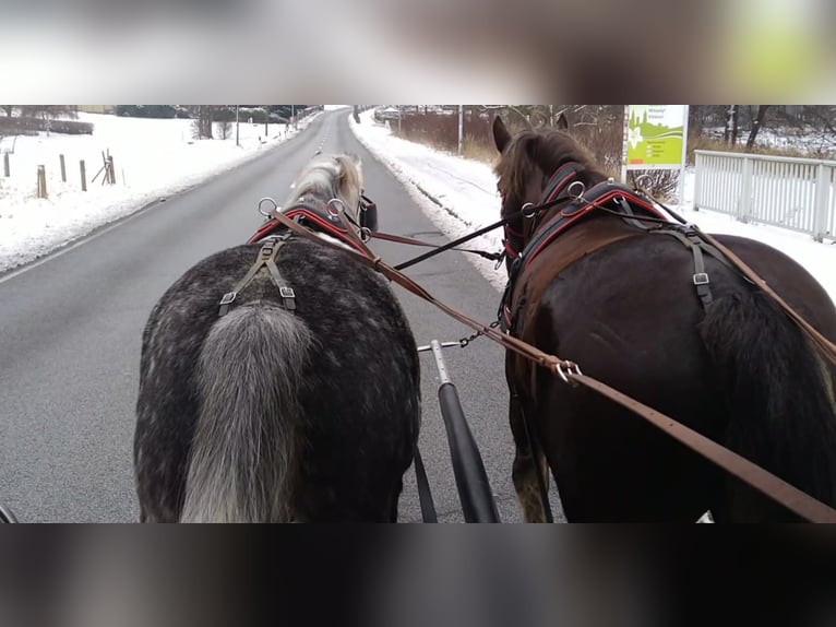 Sang-chaud lourd Hongre 5 Ans 165 cm Gris pommelé in Kamenz