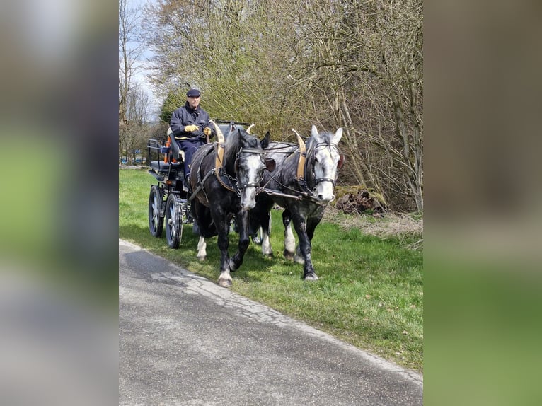 Sang-chaud lourd Hongre 5 Ans 166 cm Gris noir in Willisau