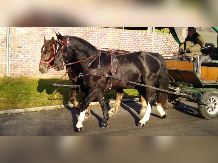 Sang-chaud lourd Hongre 5 Ans 166 cm Noir in Kamenz