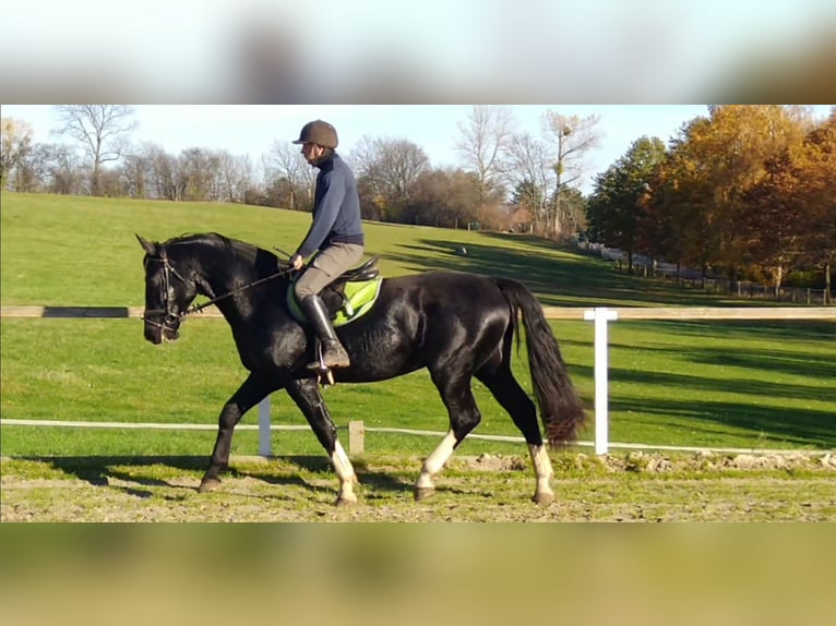 Sang-chaud lourd Hongre 5 Ans 166 cm Noir in Kamenz