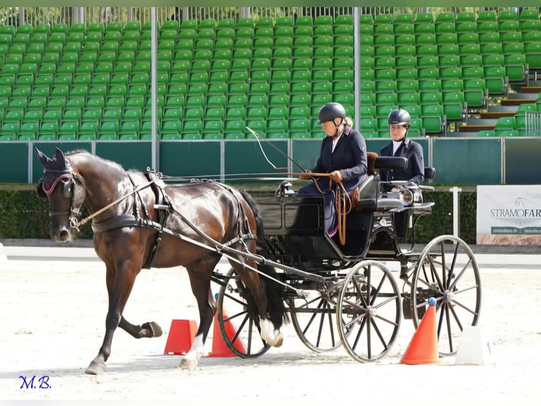 Sang-chaud lourd Hongre 5 Ans 167 cm Noir in Bottenbach