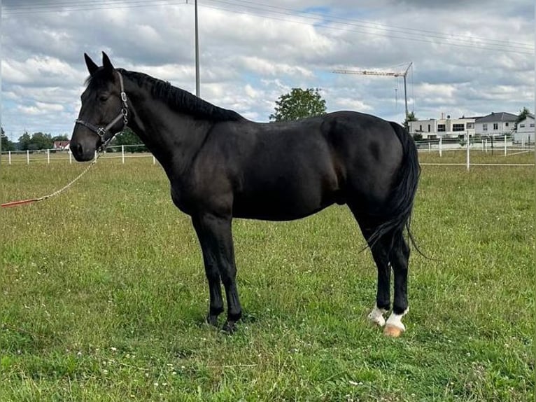 Sang-chaud lourd Hongre 5 Ans 170 cm Noir in Hambrücken