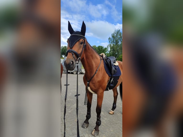 Sang-chaud lourd Hongre 5 Ans 172 cm Alezan in &#xC9;tiolles