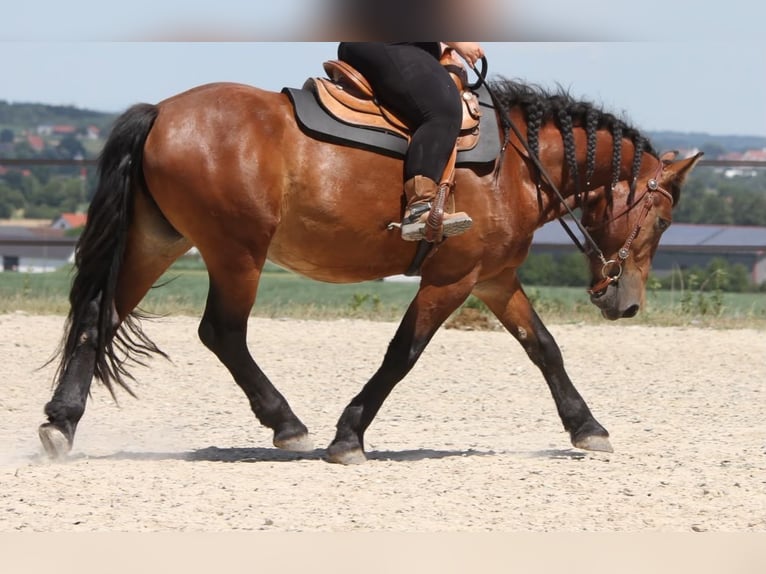 Sang-chaud lourd Hongre 6 Ans 155 cm Bai in Unterdietfurt
