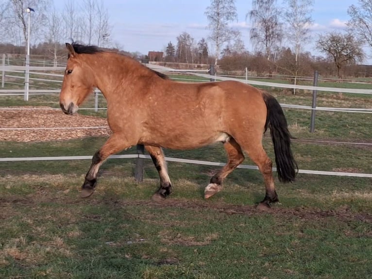 Sang-chaud lourd Hongre 6 Ans 156 cm Isabelle in Neustadt am Rübenberge