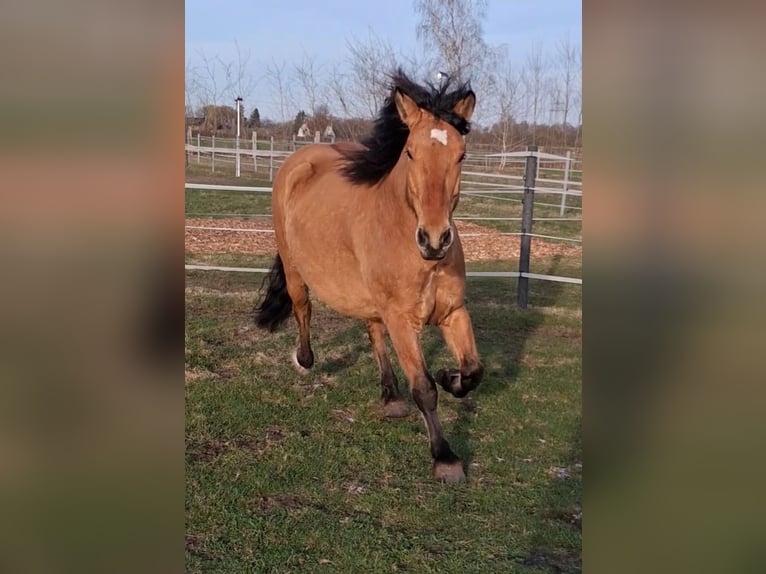 Sang-chaud lourd Hongre 6 Ans 156 cm Isabelle in Neustadt am Rübenberge