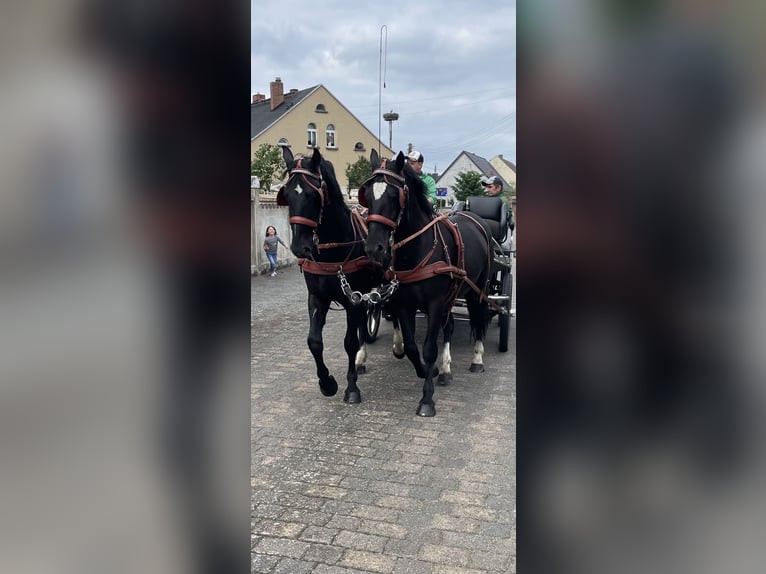 Sang-chaud lourd Hongre 6 Ans 158 cm Noir in Thießen