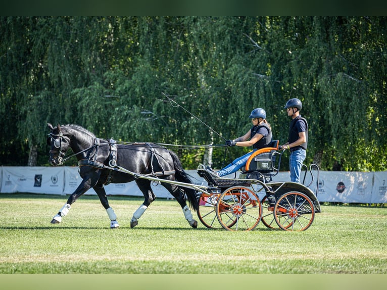 Sang-chaud lourd Hongre 6 Ans 160 cm Noir in Łąck