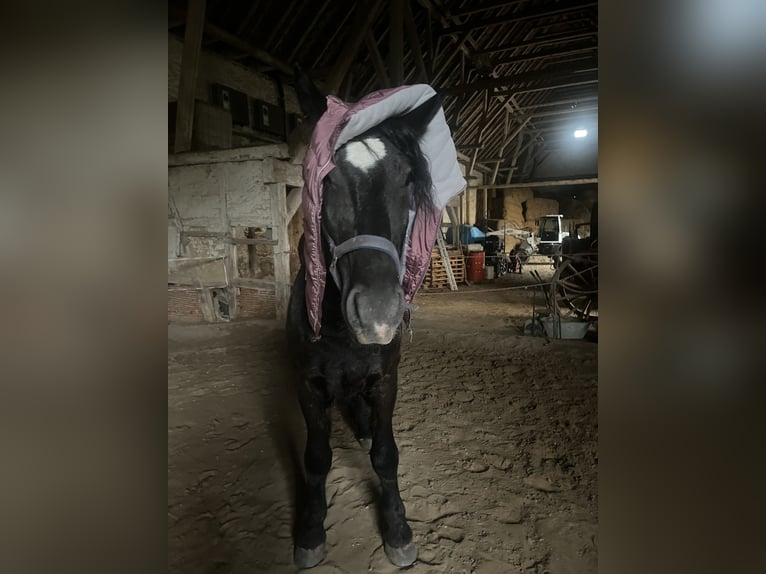 Sang-chaud lourd Croisé Hongre 6 Ans 164 cm Noir in Sennewitz