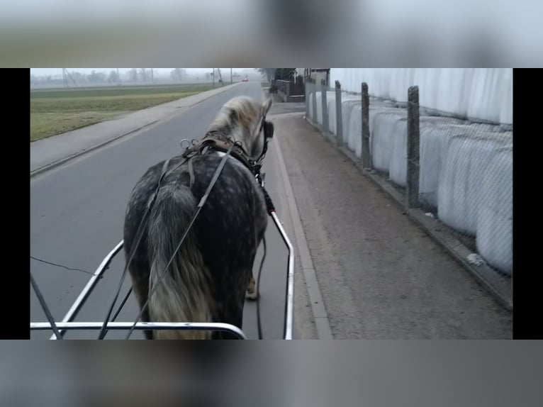 Sang-chaud lourd Hongre 6 Ans 165 cm Gris pommelé in Kamenz