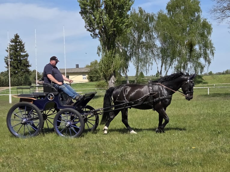 Sang-chaud lourd Hongre 6 Ans 168 cm Noir in Zerbst