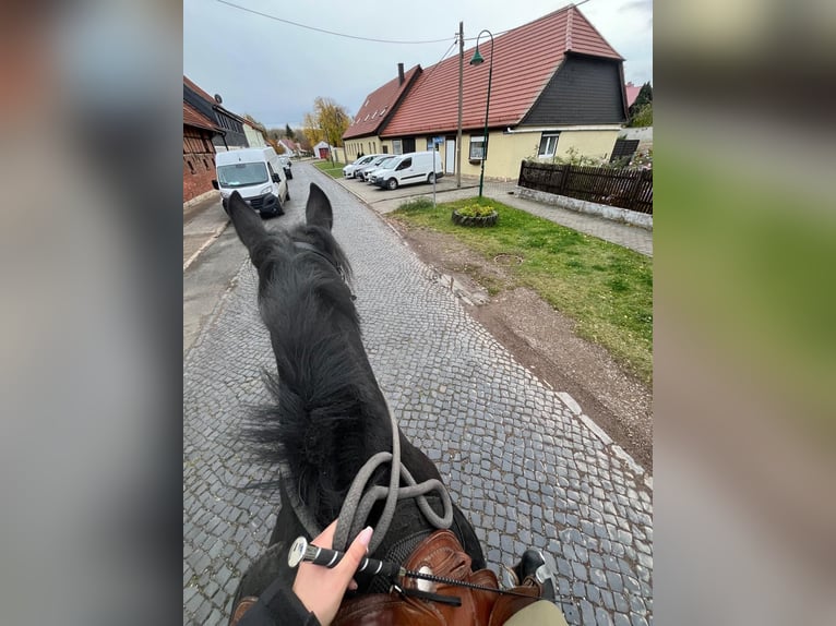 Sang-chaud lourd Hongre 7 Ans 160 cm Noir in Udestedt