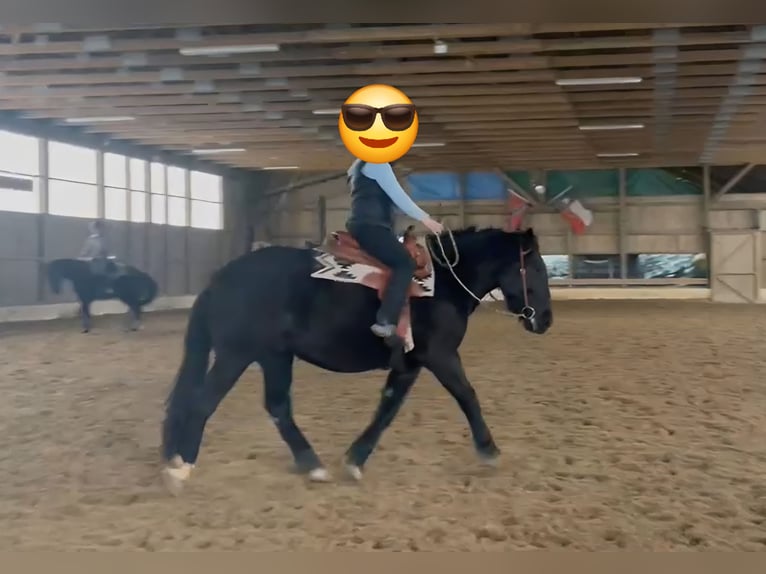 Sang-chaud lourd Hongre 7 Ans 160 cm Noir in Udestedt