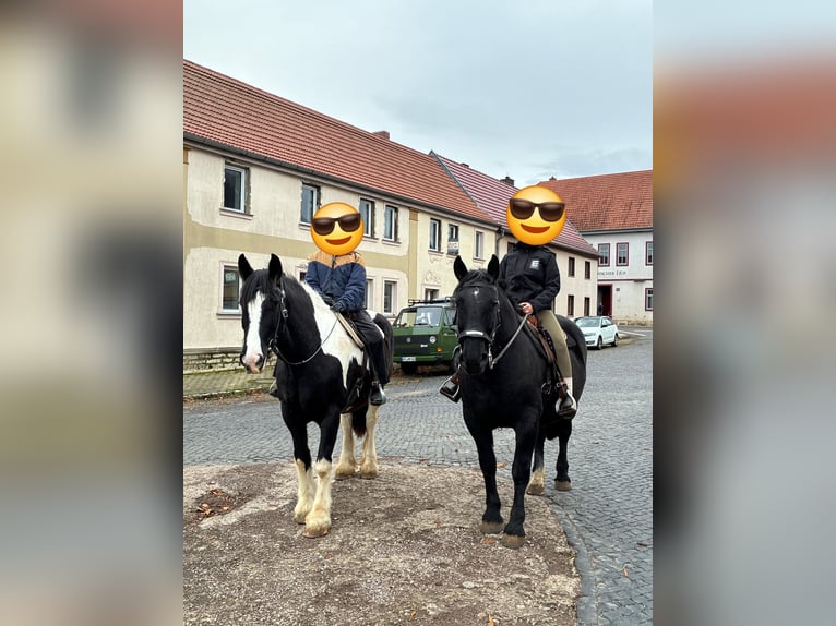 Sang-chaud lourd Hongre 7 Ans 160 cm Noir in Udestedt