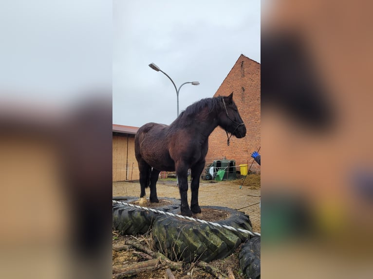 Sang-chaud lourd Hongre 7 Ans 160 cm Noir in Udestedt