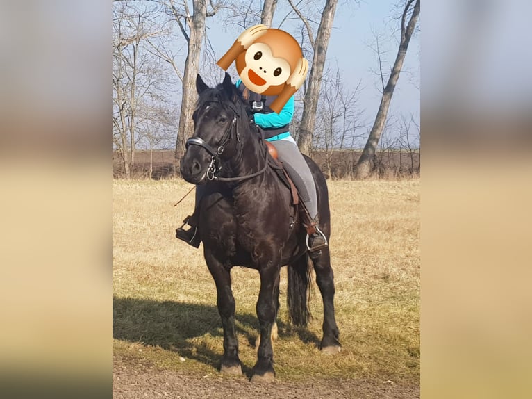 Sang-chaud lourd Hongre 7 Ans 160 cm Noir in Udestedt