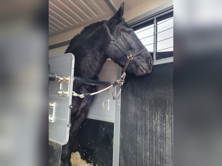 Sang-chaud lourd Hongre 7 Ans 160 cm Noir in Udestedt