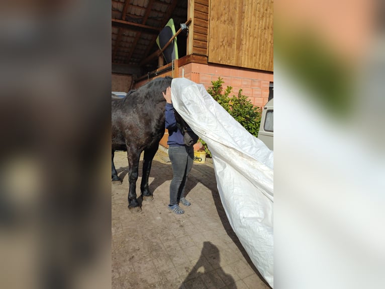 Sang-chaud lourd Hongre 7 Ans 160 cm Noir in Udestedt