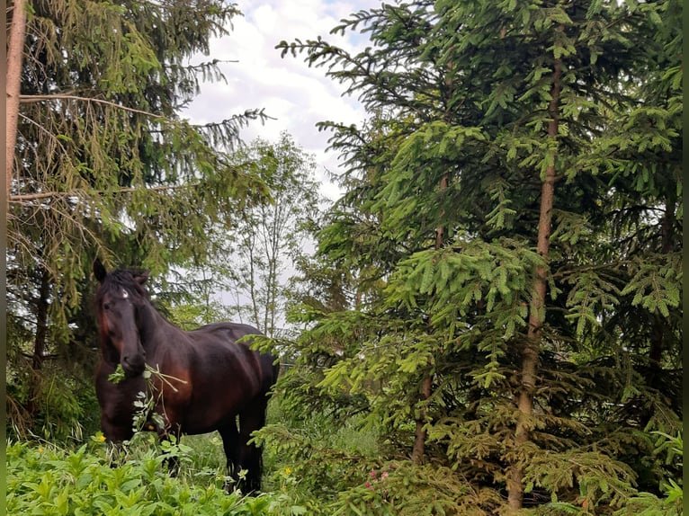 Sang-chaud lourd Hongre 7 Ans 160 cm Noir in Udestedt