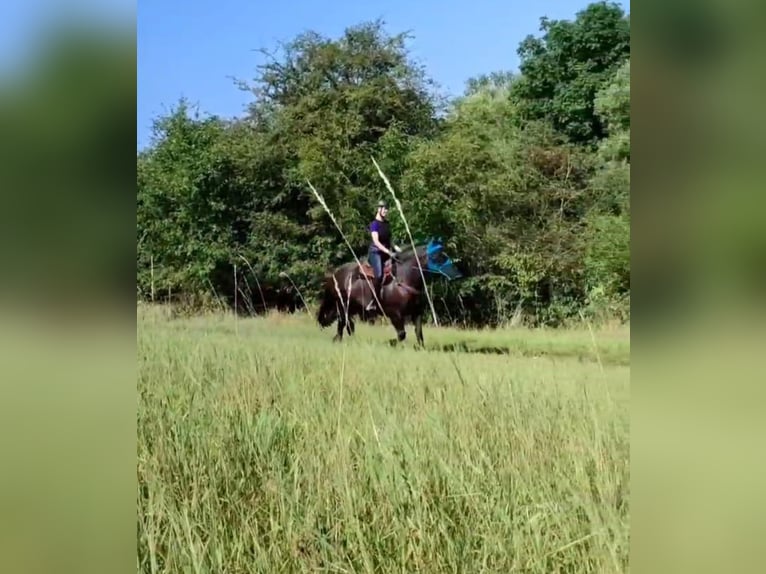 Sang-chaud lourd Hongre 7 Ans 160 cm Noir in Udestedt