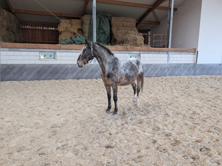 Sang-chaud lourd Hongre 7 Ans 164 cm  in Hochstadt