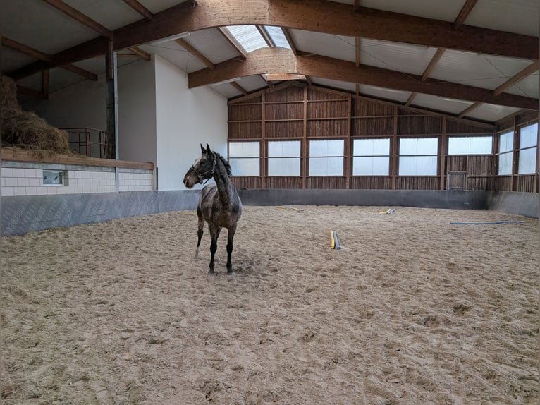 Sang-chaud lourd Hongre 7 Ans 164 cm  in Hochstadt