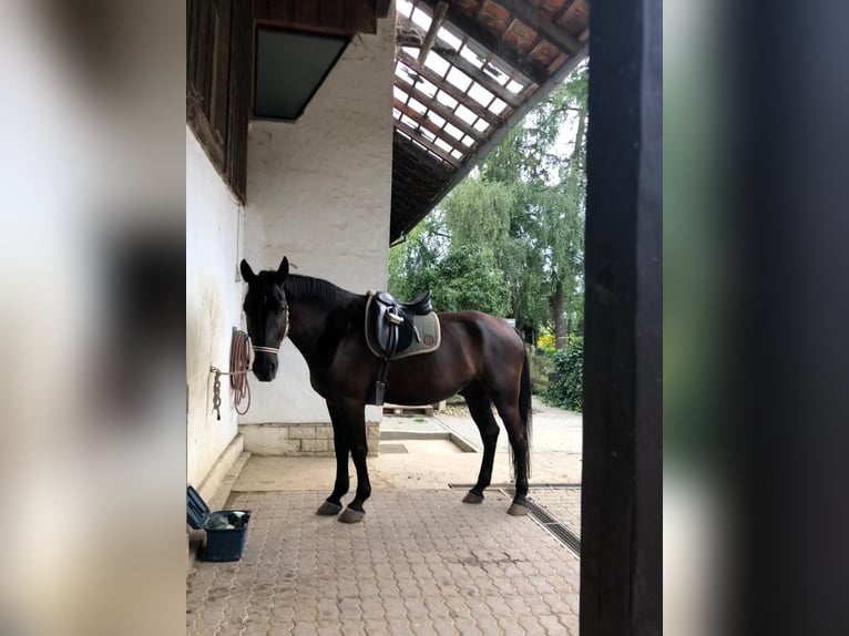 Sang-chaud lourd Hongre 7 Ans 172 cm Noir in Weingarten