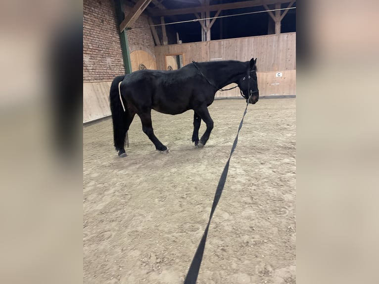 Sang-chaud lourd Hongre 8 Ans 162 cm Bai brun foncé in Triftern