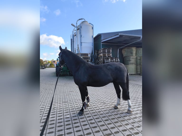 Sang-chaud lourd Hongre 8 Ans 163 cm Noir in Penig