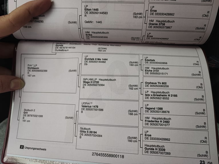 Sang-chaud lourd Hongre 8 Ans 163 cm Noir in Penig