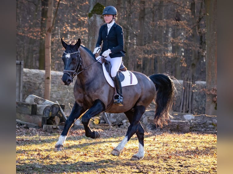 Sang-chaud lourd Hongre 8 Ans 164 cm Bai brun in Moritzburg