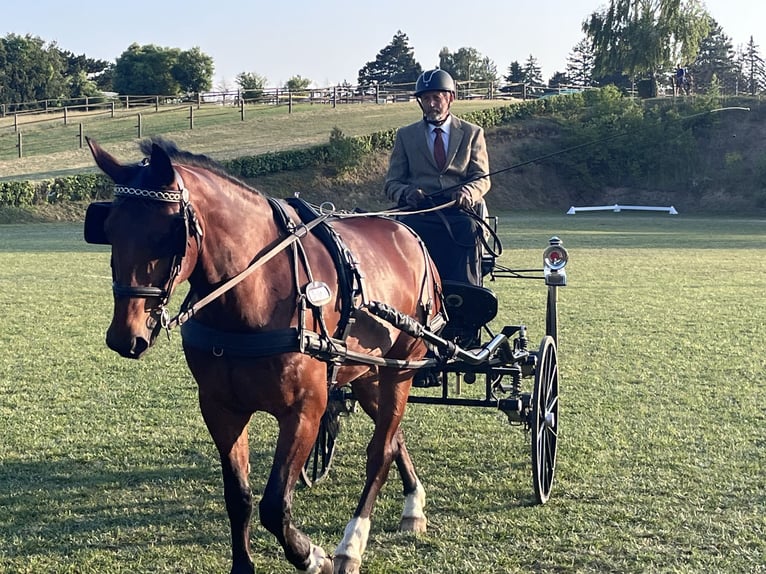 Sang-chaud lourd Hongre 8 Ans 165 cm Bai in Traunstein