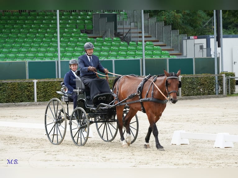 Sang-chaud lourd Hongre 8 Ans 165 cm Bai in Traunstein