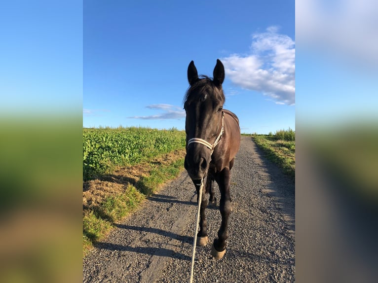 Sang-chaud lourd Hongre 8 Ans 172 cm Noir in Weingarten