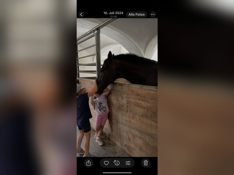 Sang-chaud lourd Hongre 9 Ans 162 cm Bai brun foncé in Triftern