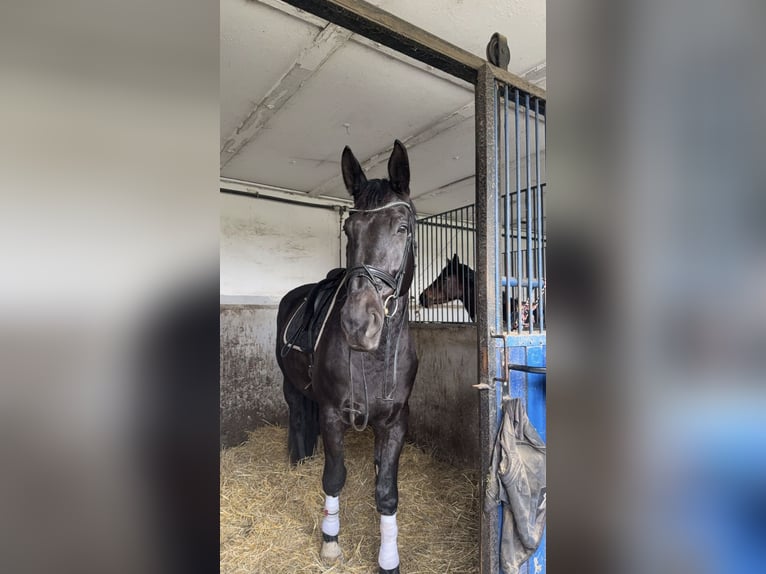 Sang-chaud lourd Hongre 9 Ans 172 cm Noir in Borsdorf