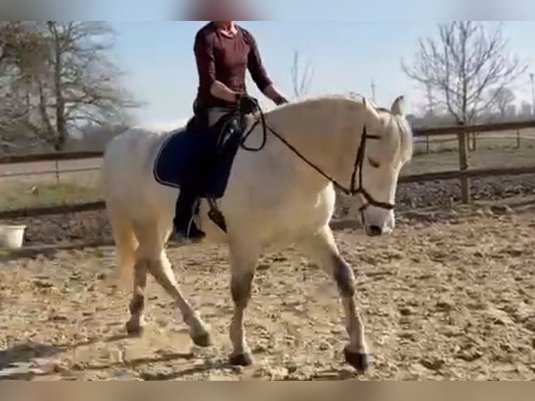 Sang-chaud lourd Croisé Jument 10 Ans 152 cm Gris in Mönchengladbach
