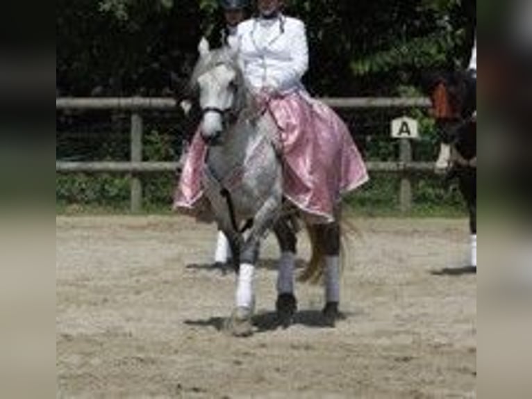 Sang-chaud lourd Croisé Jument 10 Ans 152 cm Gris in Mönchengladbach