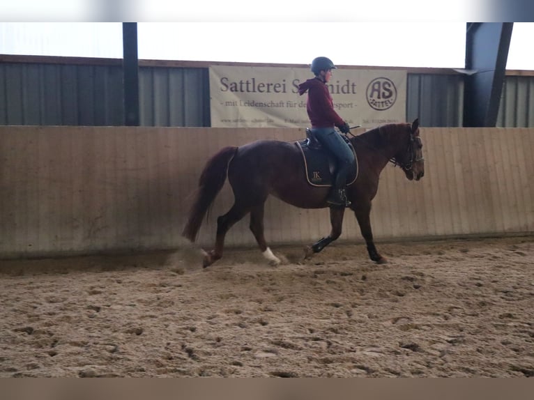 Sang-chaud lourd Jument 10 Ans 155 cm Alezan in Marienberg