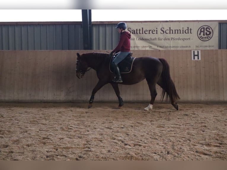 Sang-chaud lourd Jument 10 Ans 155 cm Alezan in Marienberg