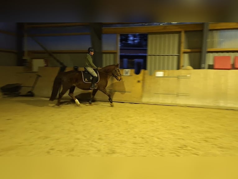 Sang-chaud lourd Jument 10 Ans 155 cm Alezan in Marienberg