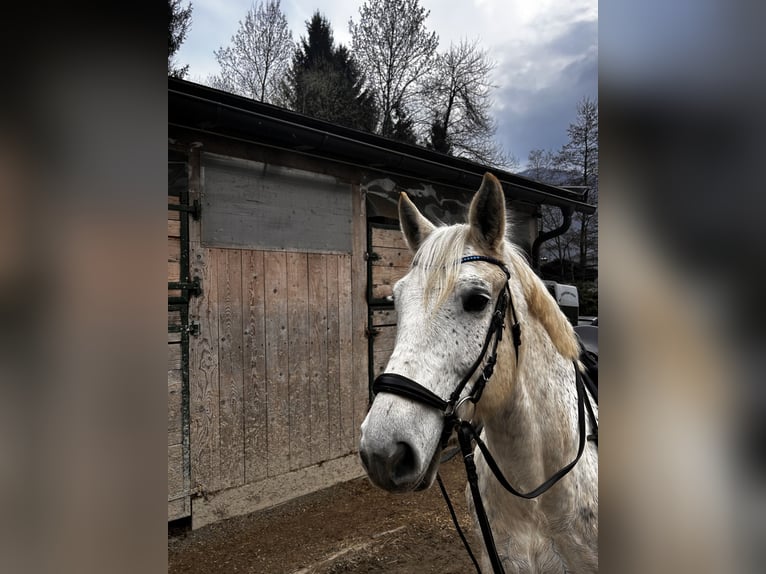 Sang-chaud lourd Croisé Jument 10 Ans 158 cm Gris pommelé in Villach