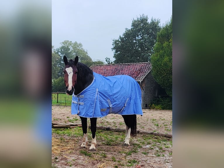 Sang-chaud lourd Croisé Jument 10 Ans 165 cm Bai brun in Lemgo